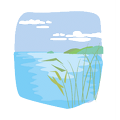 琵琶湖 葦